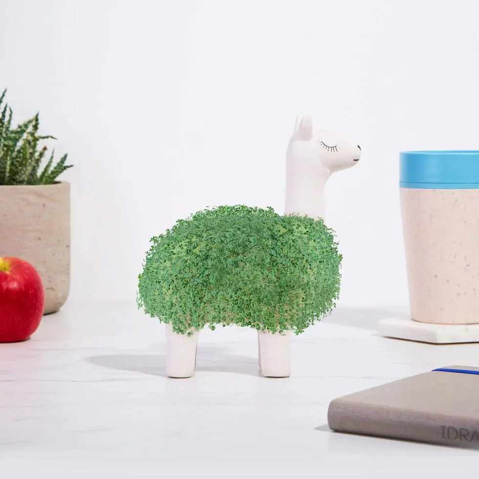 The Best 4 Unique Plant Indoor Decor Ideas